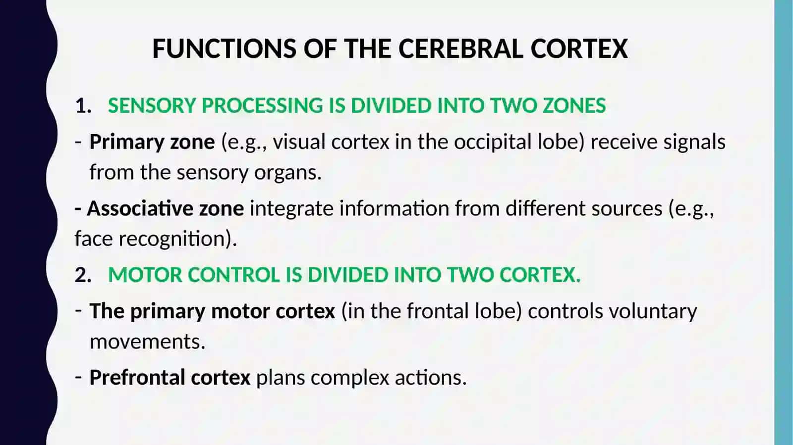 FUNKSIYALAR CEREBRAL CORTEX 3