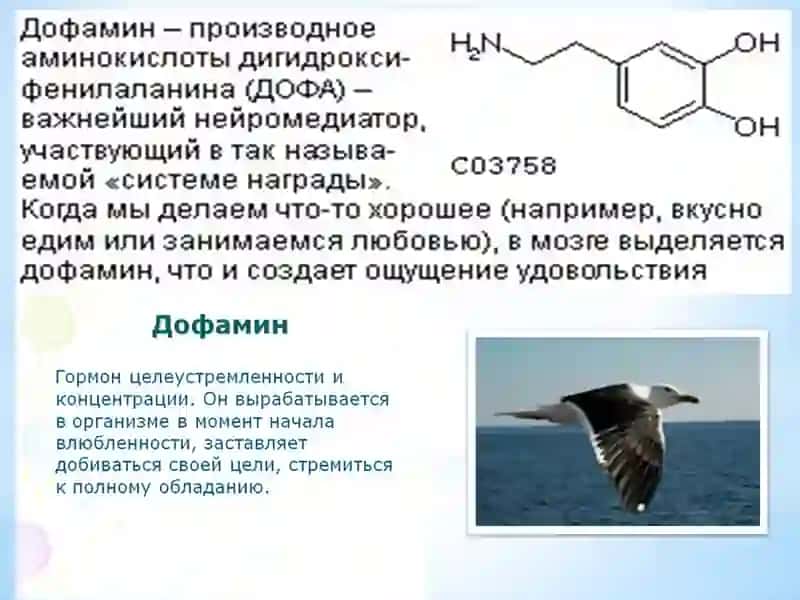 Дофамин и дофаминергические препараты 3