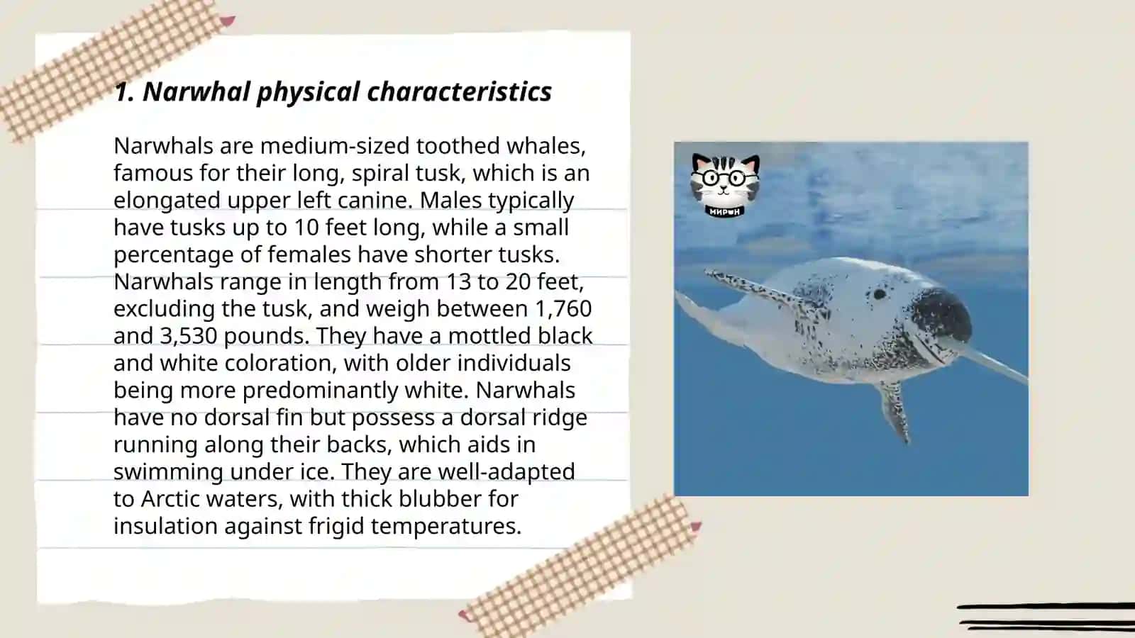 Narwhal hayvoni haqida ma'lumot 3