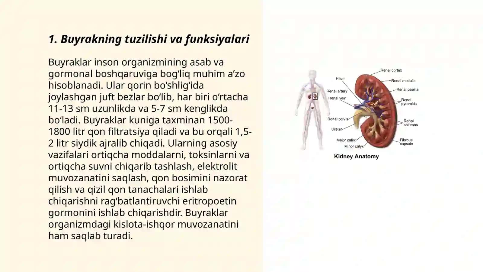 Buyrak fiziologiyasi 3
