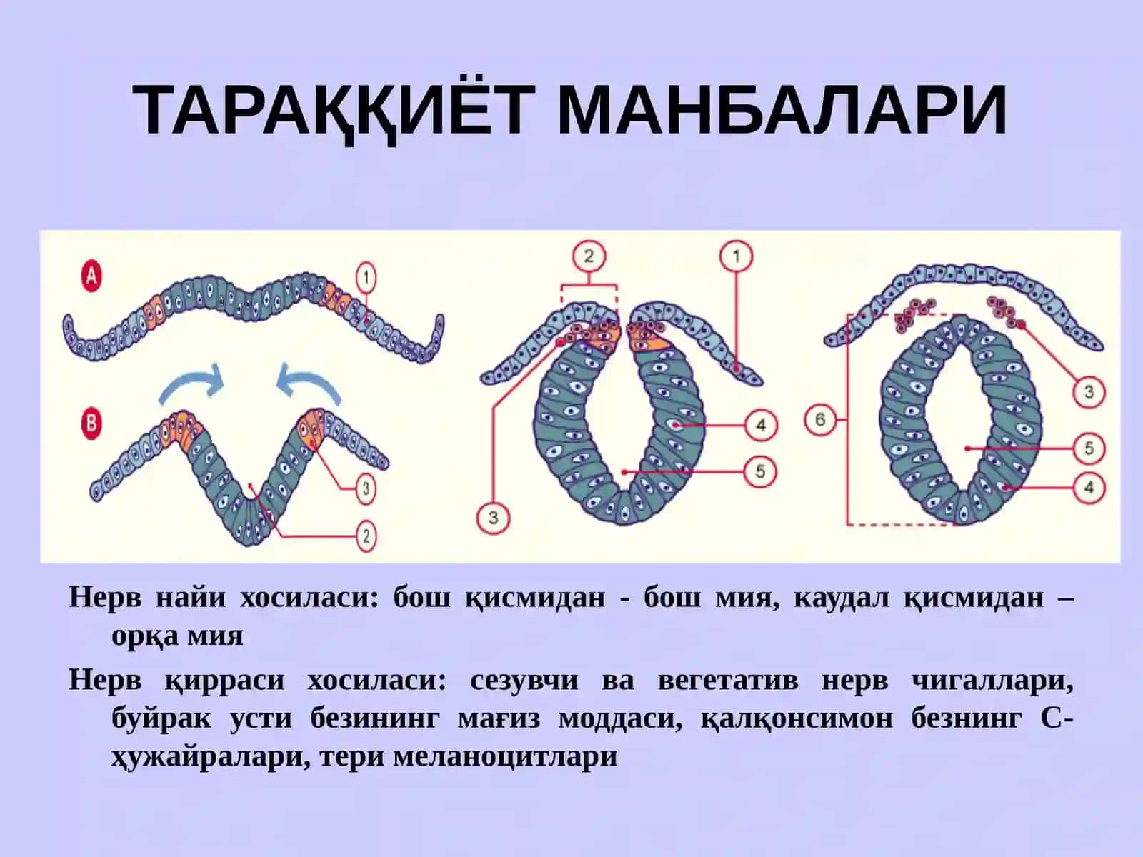 НЕРВ СИСТЕМАСИНИНГ КЛАССИФИКАЦИЯСИ 3