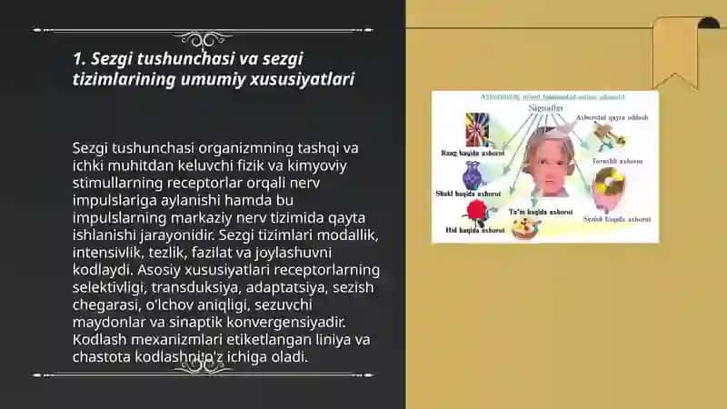 Sezgilar haqida umumiy tushuncha va uning nerv fiziologik asoslari 3