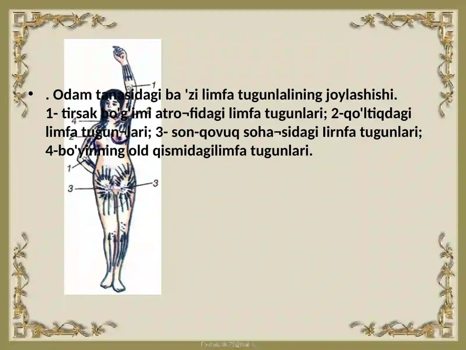 O`mrovosti, qo`ltiq, yelka, bilak sohasi arteriyalarining taraqqiyoti 3
