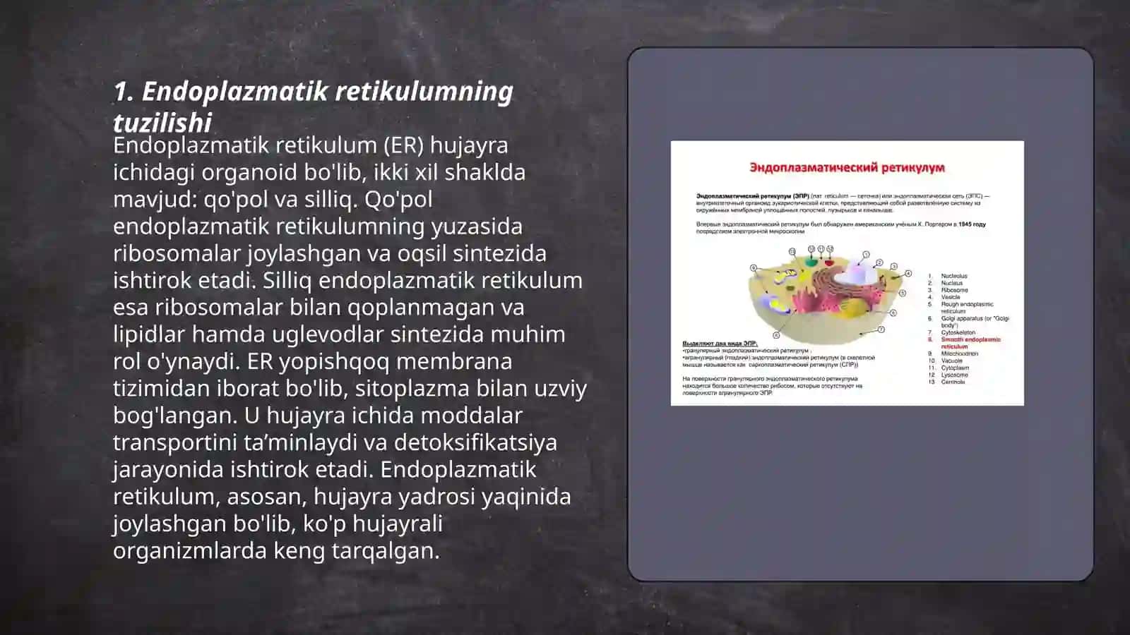 Endoplazmatik retikulumning (EPR).Ribasoma.Golji apparati va lizosomalar 3