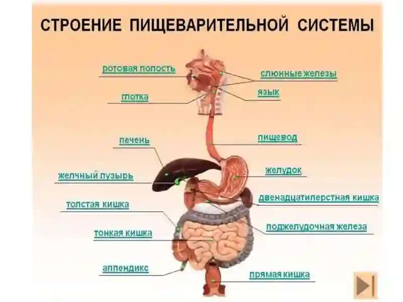 ВОЗРАСТНЫЕ ОСОБЕННОСТИ СИСТЕМЫ ПИЩЕВАРЕНИЯ И ГИГИЕНА ПИЩИ 3