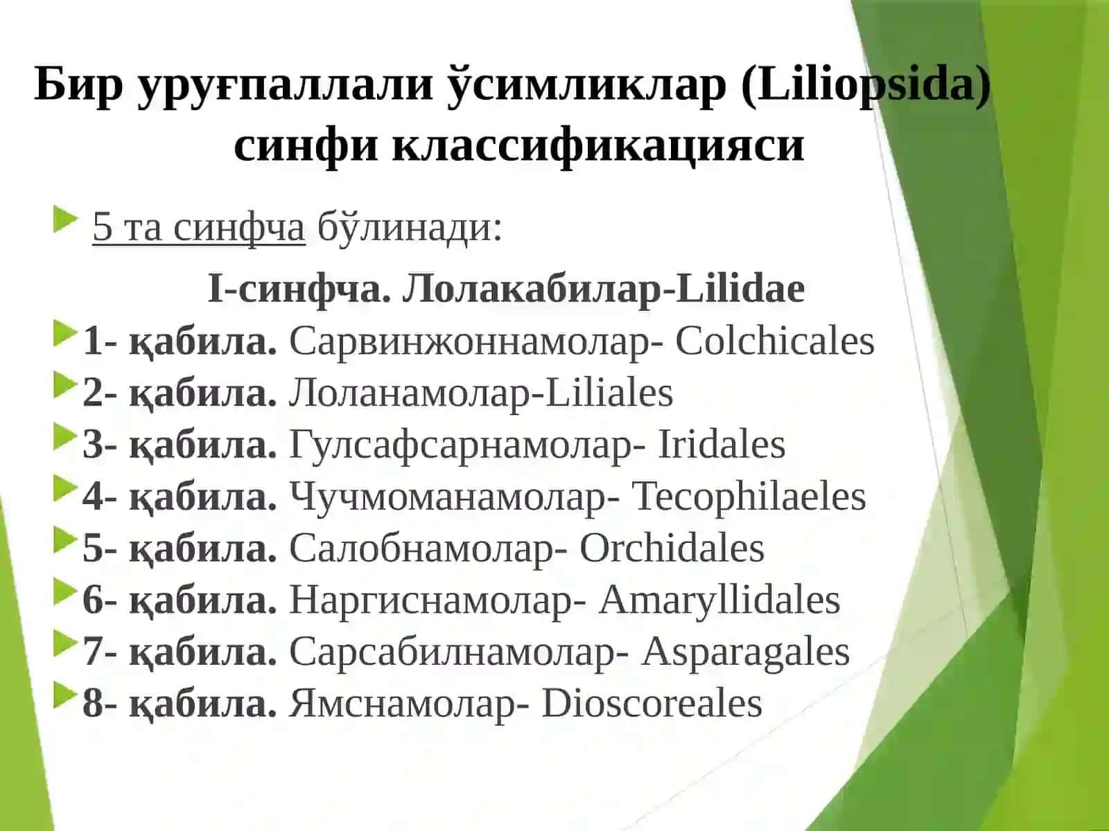 Бируруғпаллалиўсимликлар – Liliopsida синфи 3
