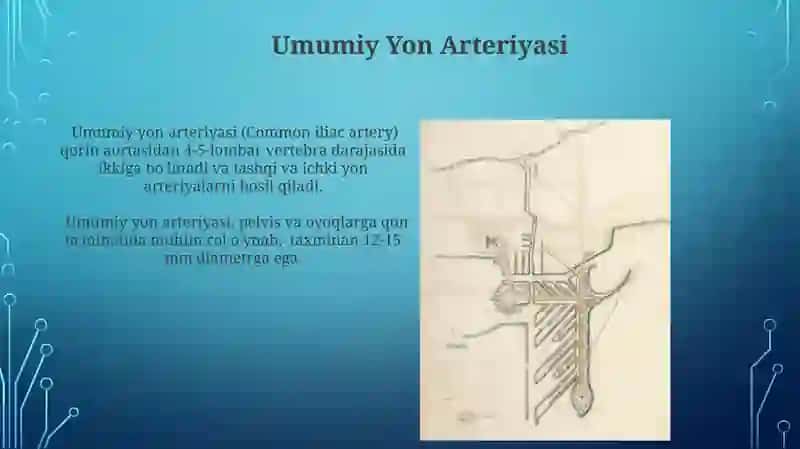 Boldir va Oyoq Arteriyasi, Son Arteriyasi, Umumiy Yon Arteriyasi 3