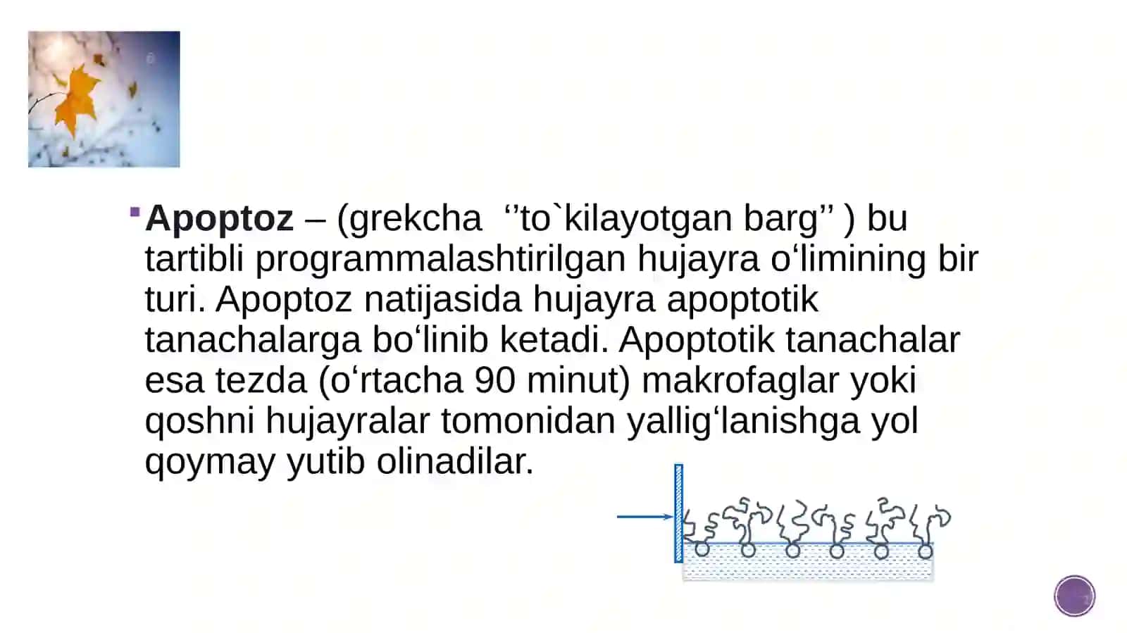 MOLEKULYAR BIOLOGIYA–2qism 3