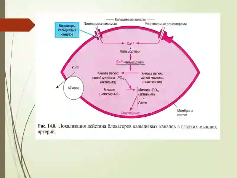 GIPOTENZIV VOSITALAR 3