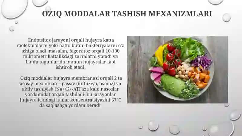 Hujayraning oziqlanishi 3