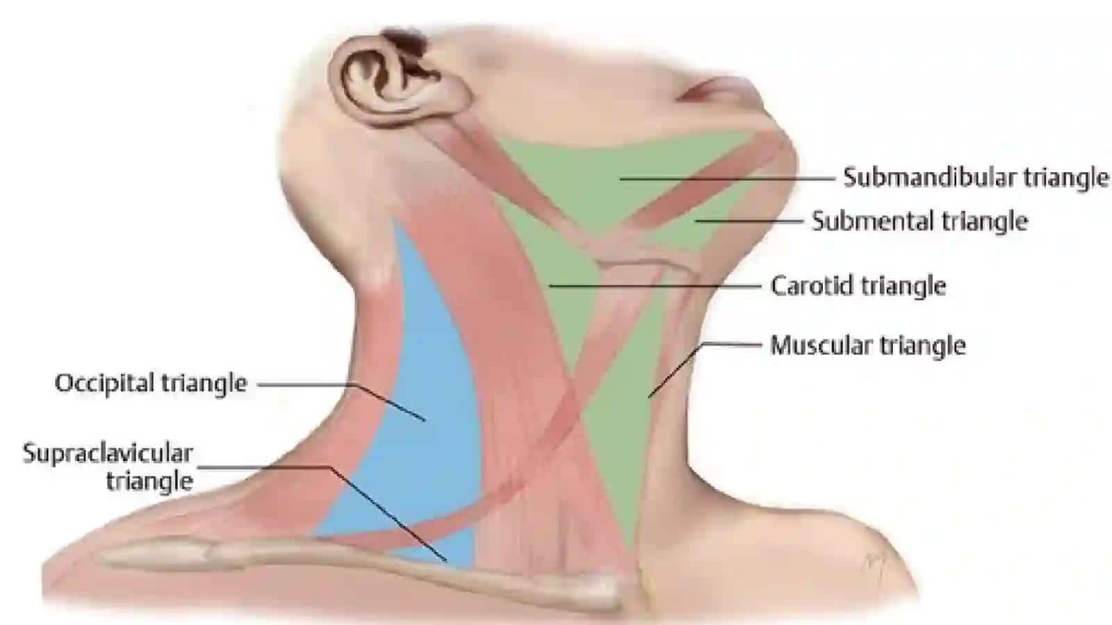 Bo'yin mushaklari fiziologiyasi 3