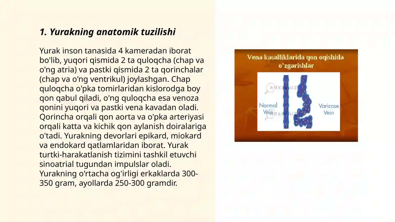 Yurak anatomiyasi 3