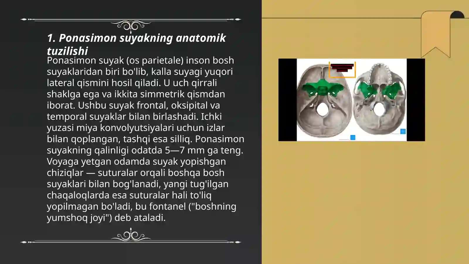 Anatomiya Ponasimon suyaklar 3