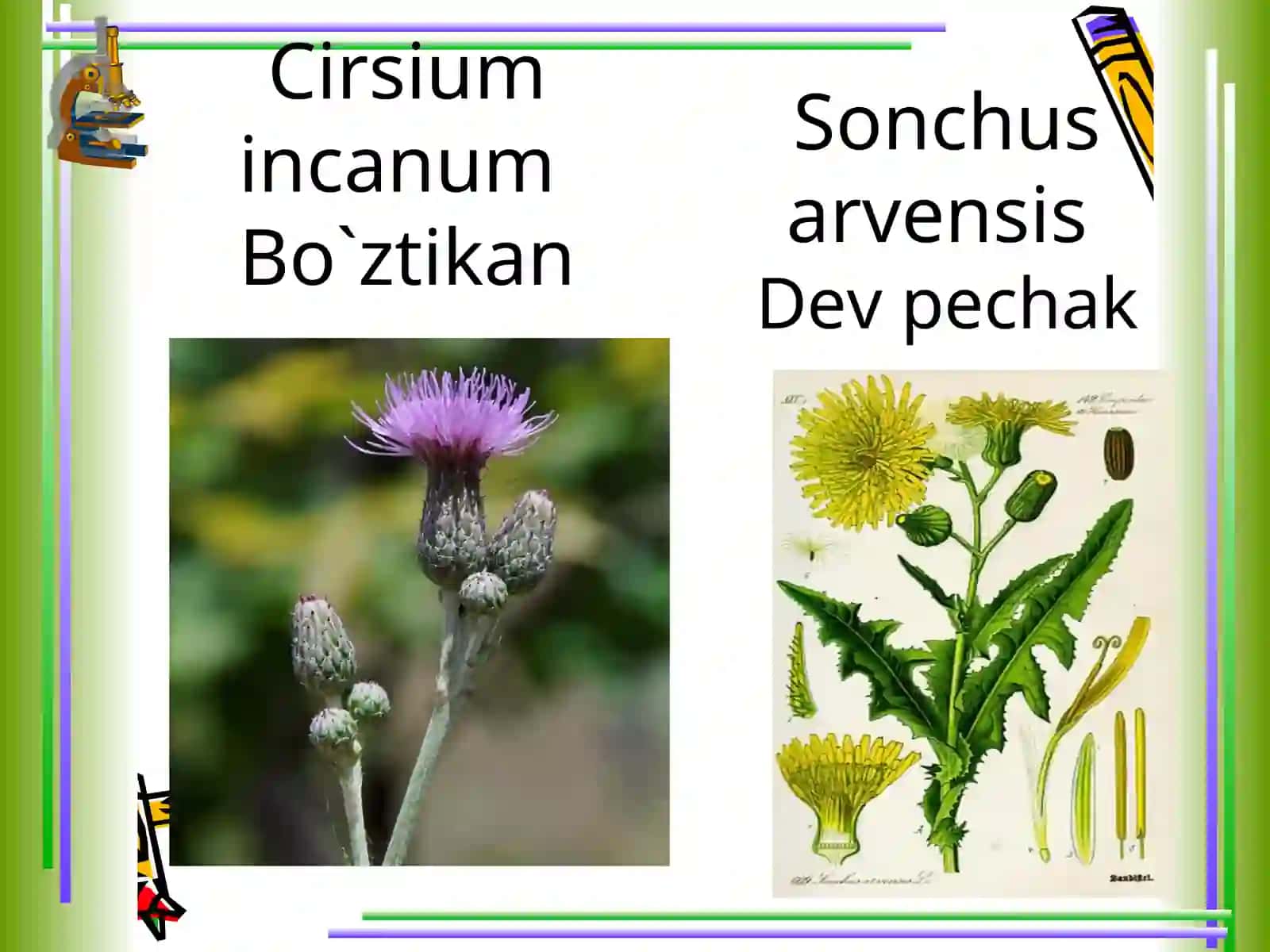 BUXORO VOHASI SUG`ORMA YERLARIDA KENG TARQALGAN BEGONA O`TLAR 3