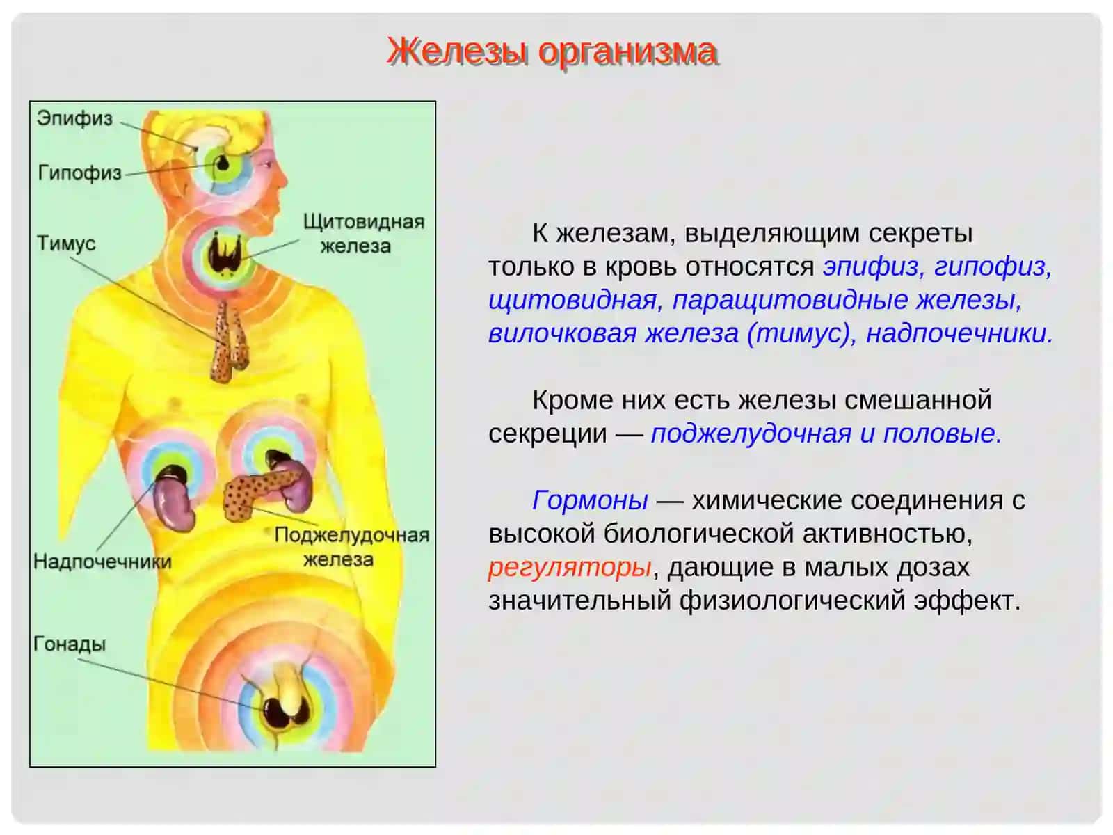 Гипоталамо-гипофизарная система 3