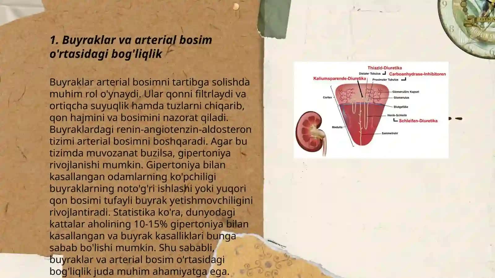 Arterial bosimning boshqariluvida buyraklarning roʻli 3