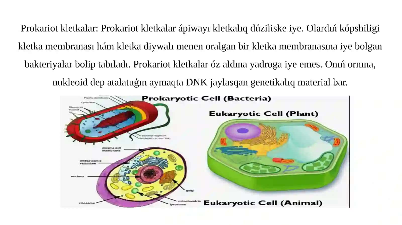 Prakariot, mezokariot hám eykariot kletkaların salıstırıw. 3