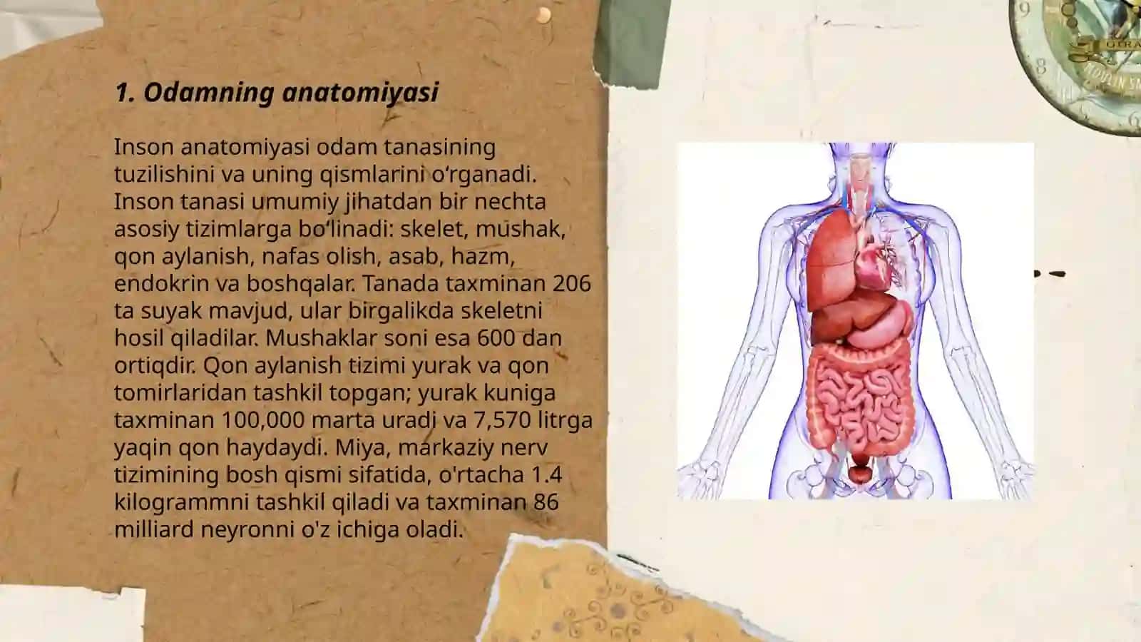 Inson anatomiyasi 3