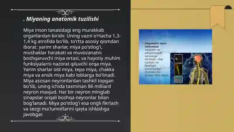 Oraliq miya va miyacha fiziologiyasi 3