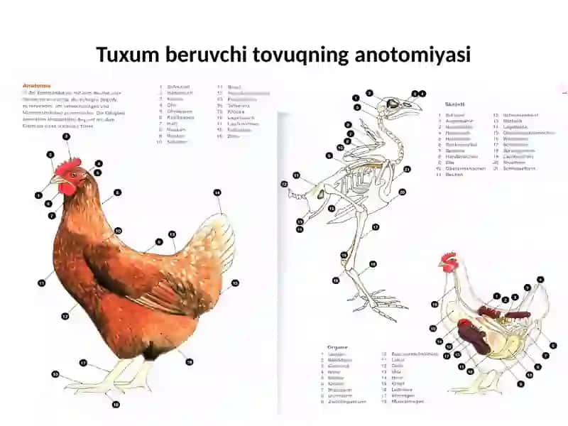Tuxum beruvchi tovuq uchun - yem ratsionini tuzish 3