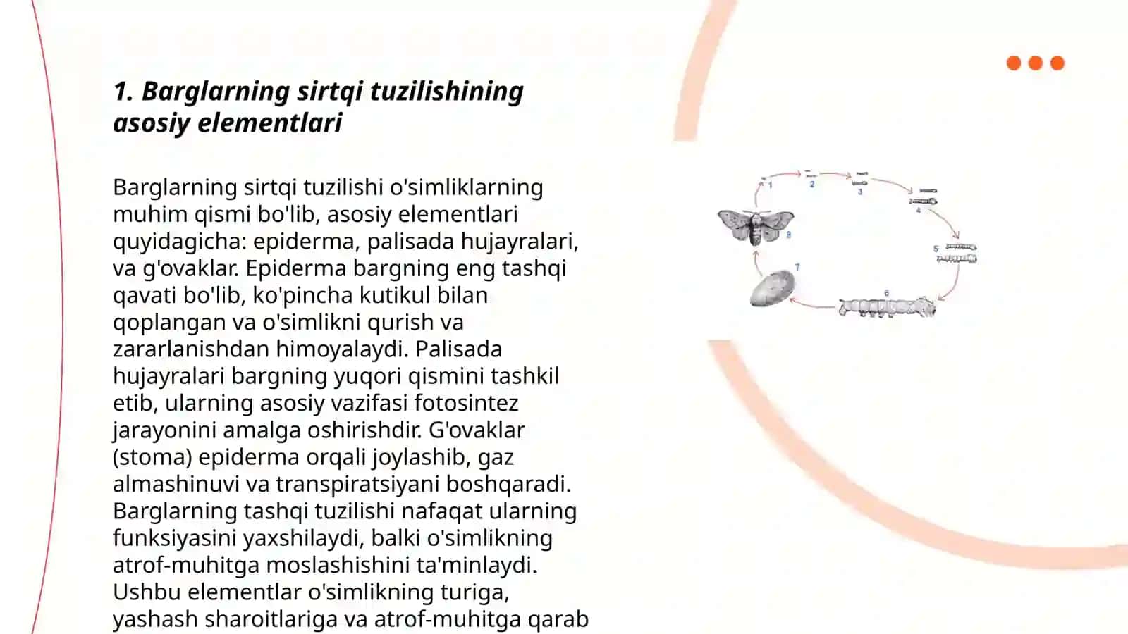 Tut teragi barglarining sirtqi tuzilishi va ichki tuzilishi 3