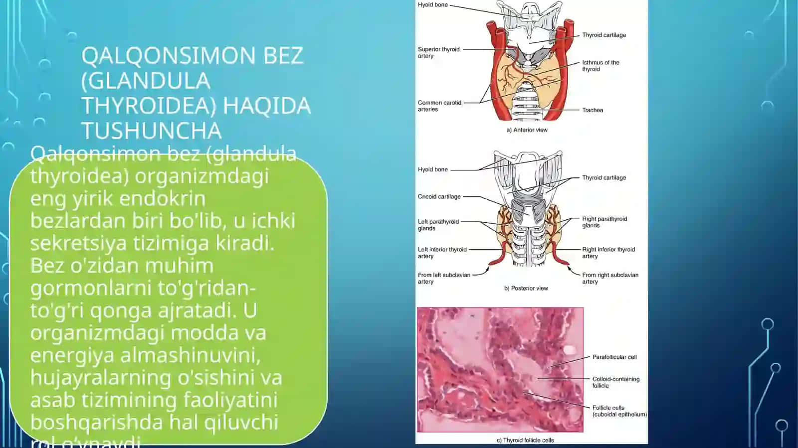 Qalqonsimon bezning tuzilishi, taraqqiyoti va vazifasi?anatomiya 3
