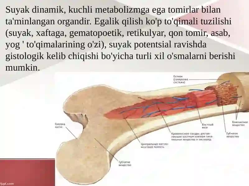 Harakat-tayanchtizimidaog'riqlisindromi.Harakat-tayanchtizimidao'smakasalliklari 3