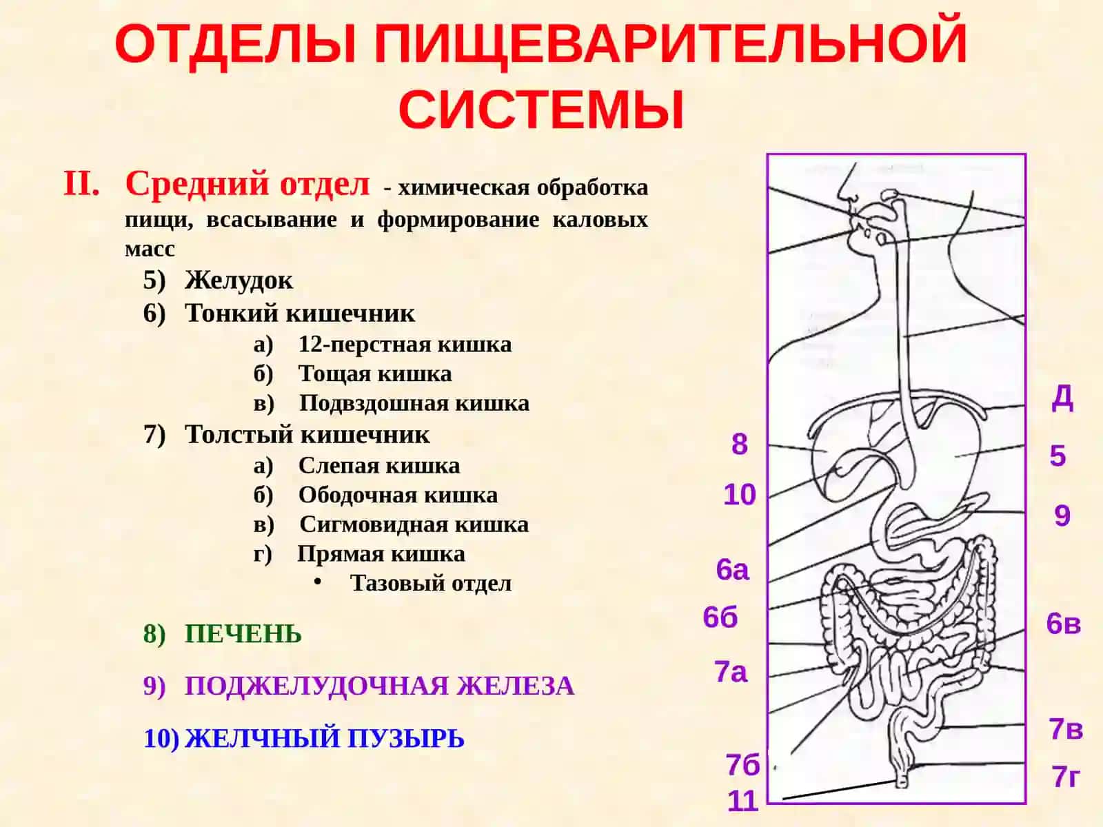 Регенеративные и компенсаторные свойства печени 3