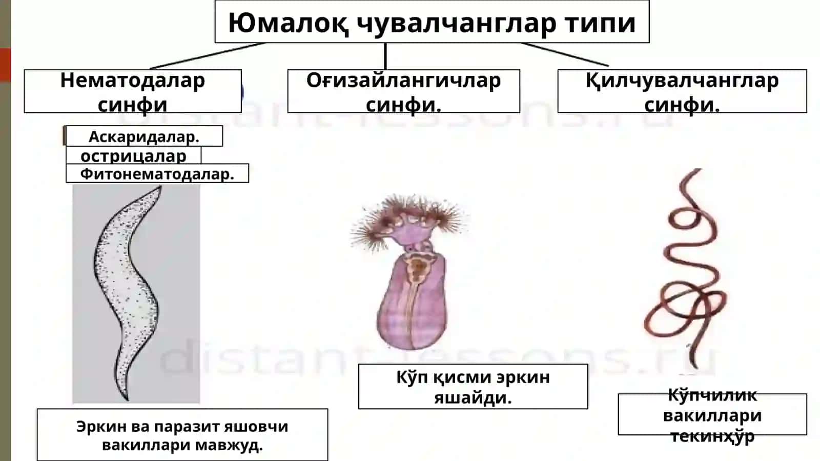 Юмалоқ чувалчанглар типи 3