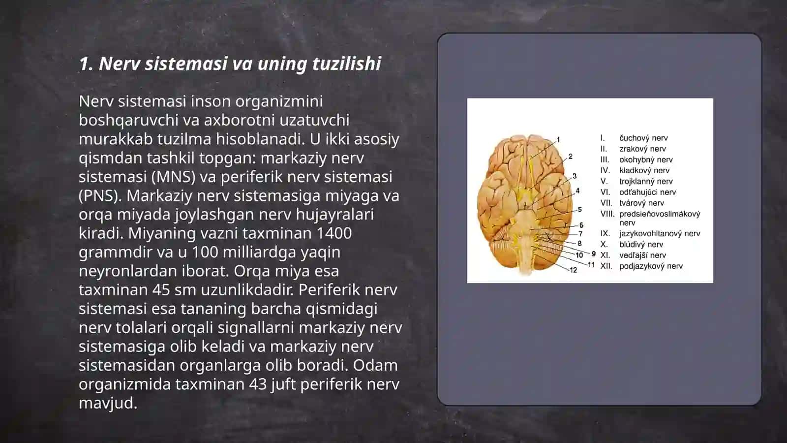 Nerv tizimining xususiy fiziologiyasi va gigiyenasi 3