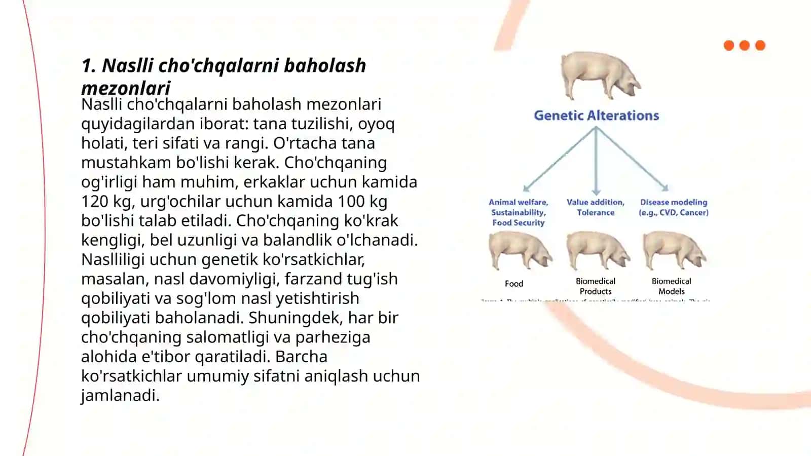 Naslli erkak cho'chqalarni bonitirovka qilish 3