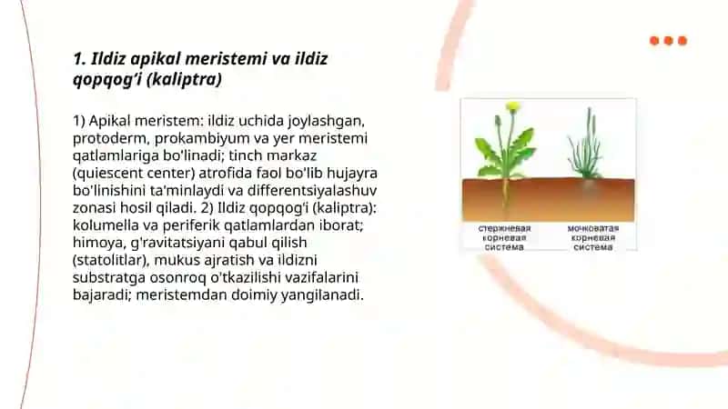 Ildizning birlamchi va ikkilamchi anatomik tuzilishi 3