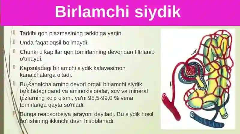 Siydikajratish organlarining funksiyasi 3
