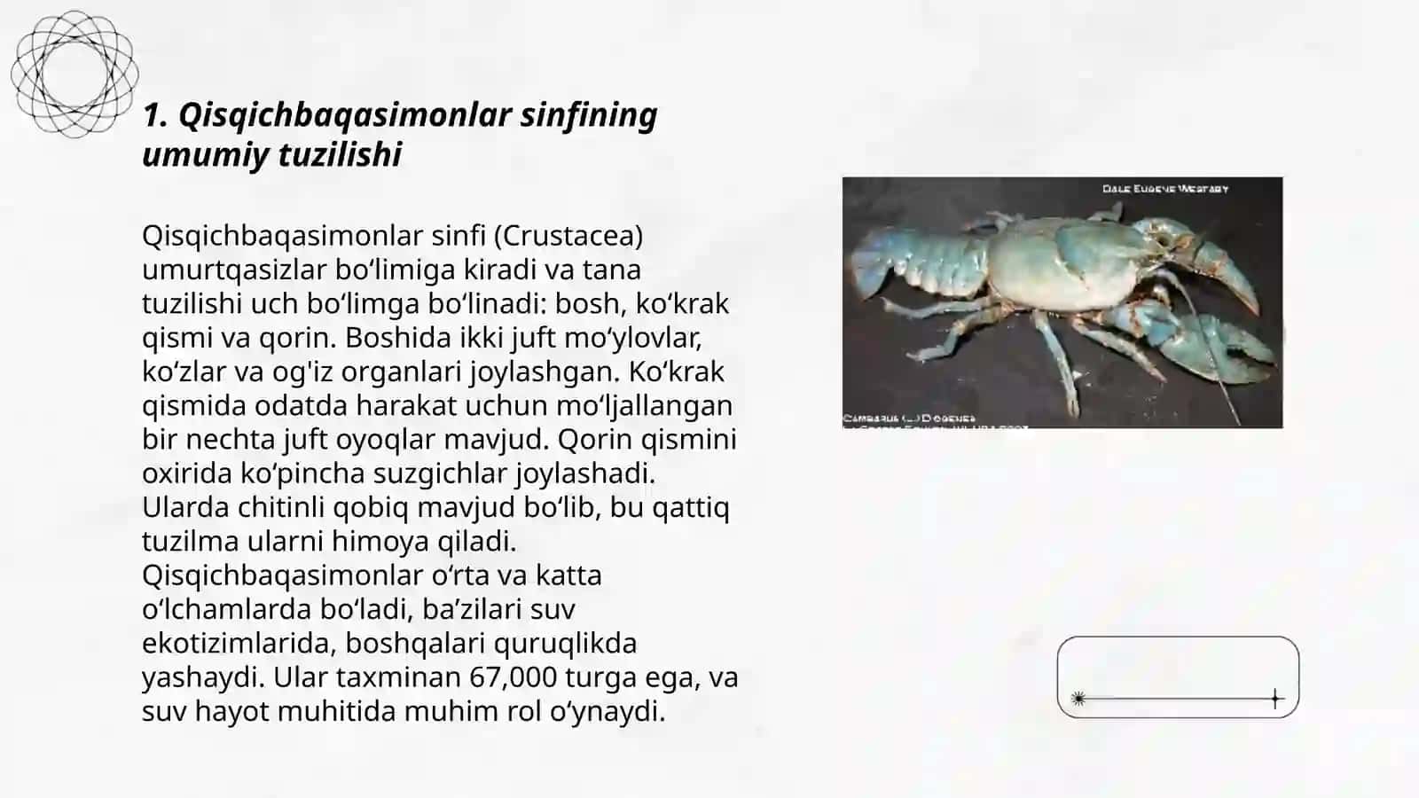 Qisqichbaqasimonlar sinfiga mansub hayvonlarning tuzilishi 3