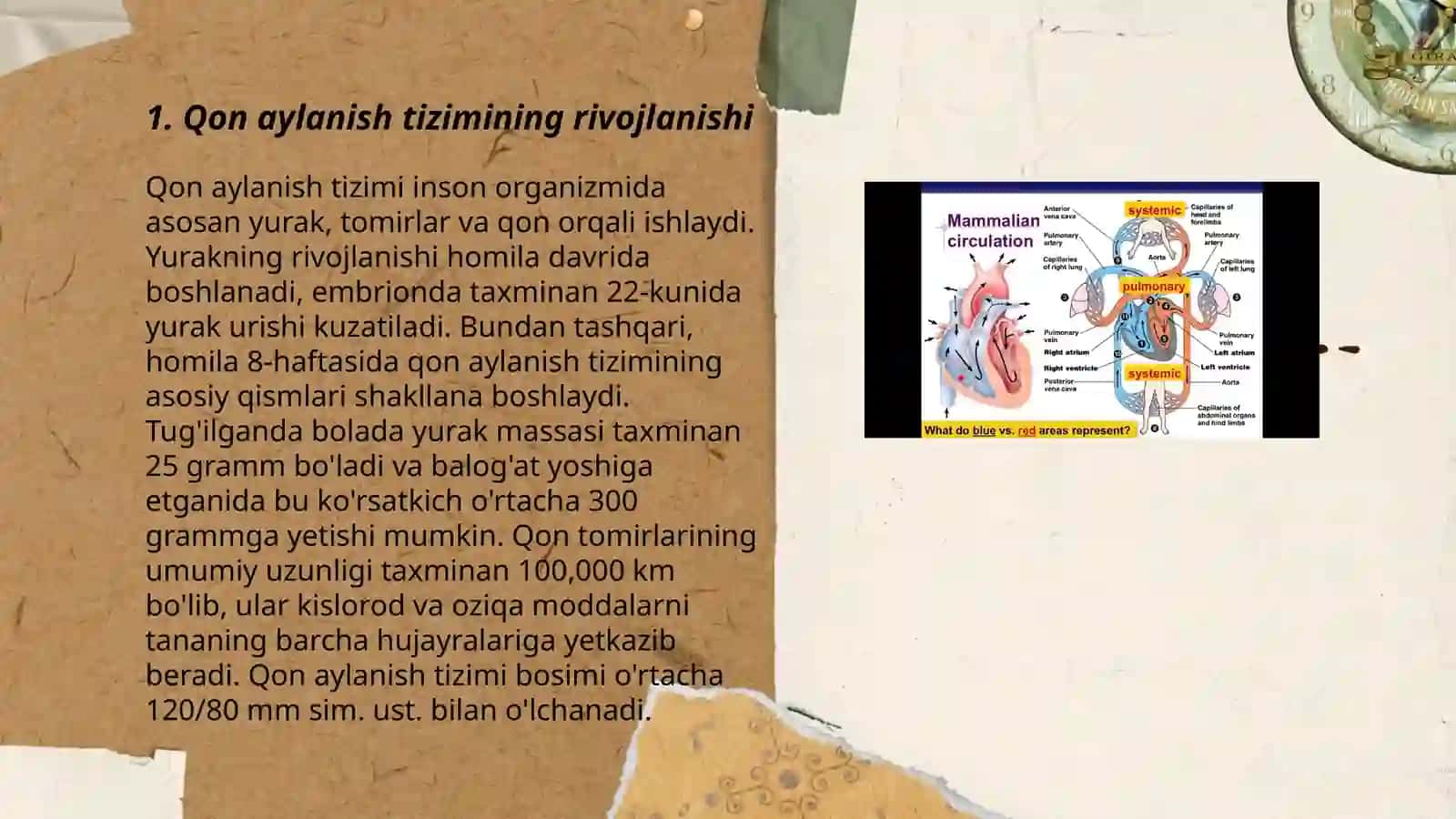 Qon aylanish tizimining yosh xususiyatlari va gigiyenasi 3