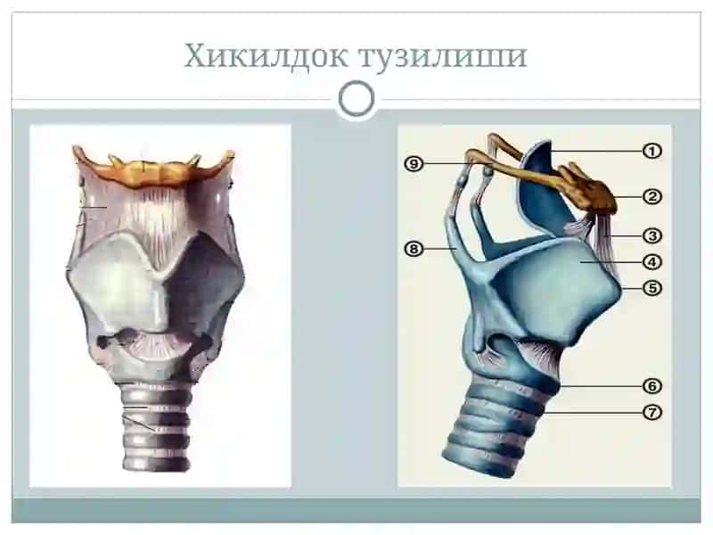 ХИКИЛДОКНИНГУТКИР КАСАЛЛИКЛАРИ 3