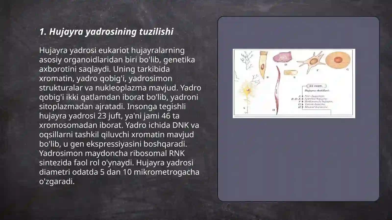 Hujayra yadrosi tuzilishi va funktsiyalari 3
