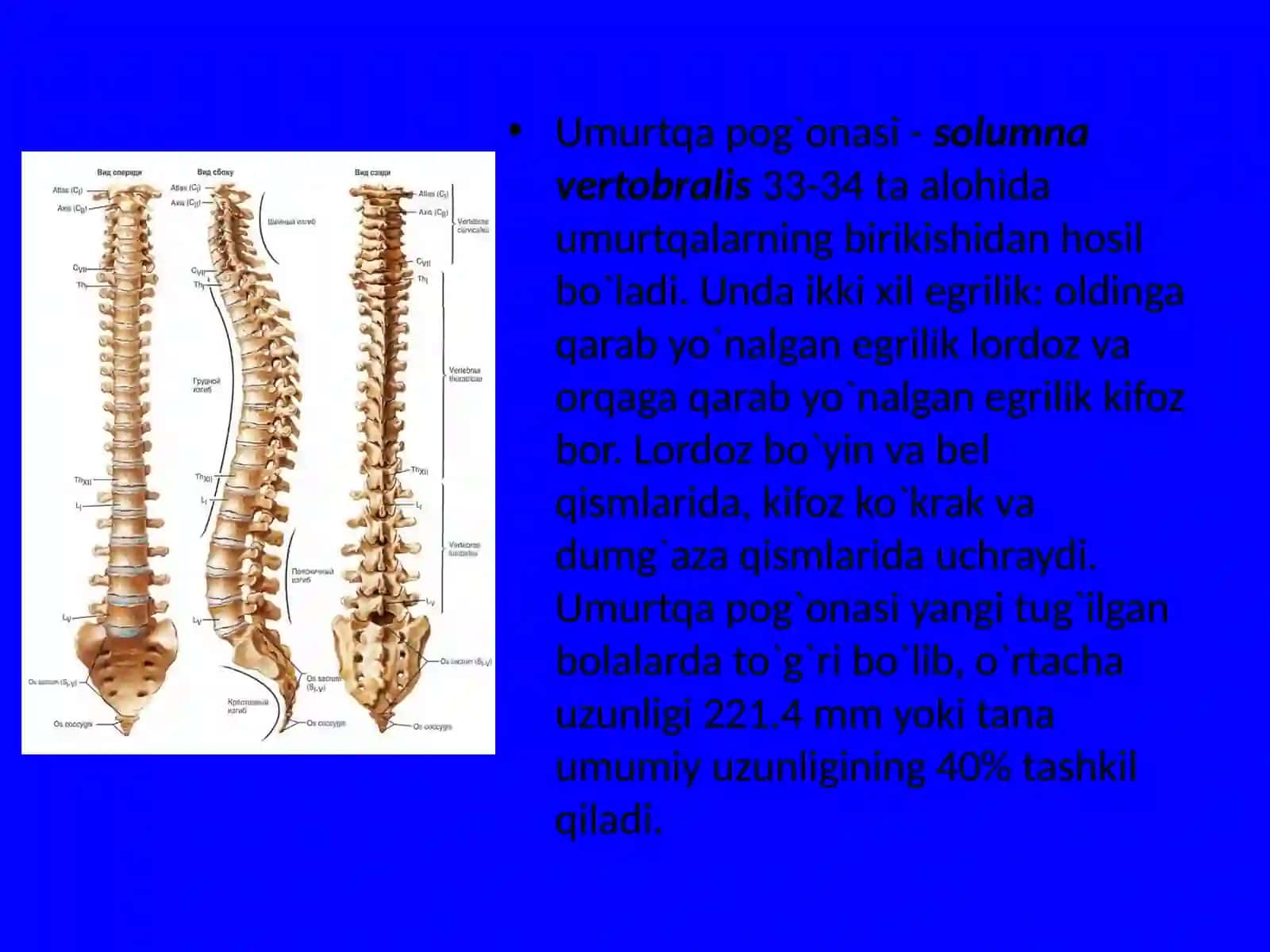 Odam gavdasi tashqi skeletining umumiy xarakteristikasi 3