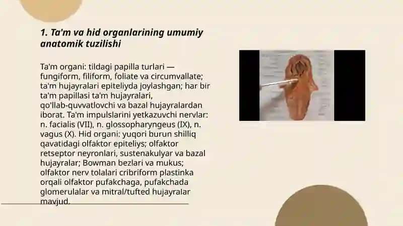 Ta'm bilish va hid bilish a’zolarining funksional anatomiyasi Abdusaidova Mashhura 3