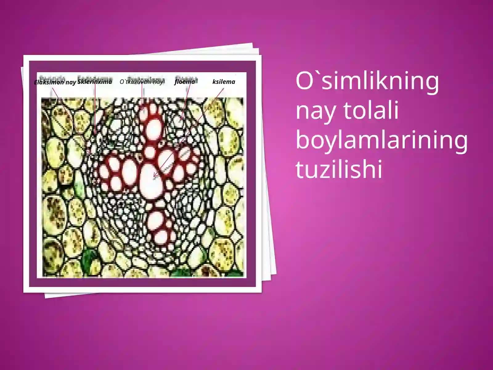 O`simlik anatomiyasi va morfologiyasi fanidan taqdimot 3