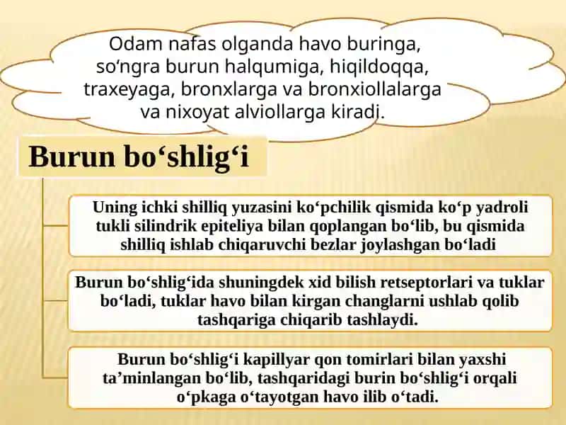 Nafasolish va ayirish tizimlarining yosh xususiyatlari va g'iyenasi 3