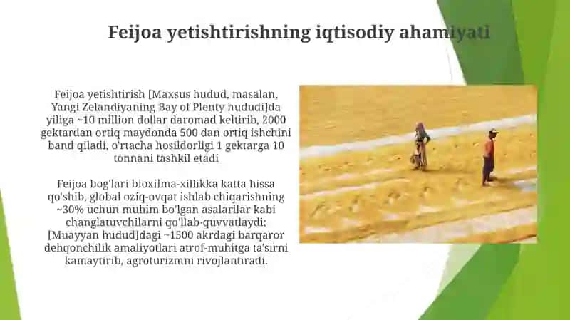 Feijoa yetishtirish texnologiyalari 3