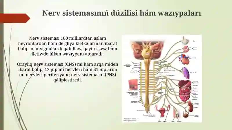 Nerv sistemasının' du'zilisi 3