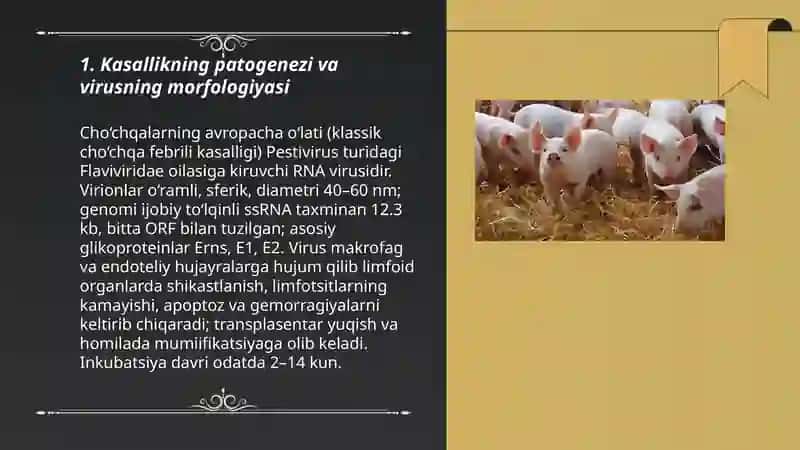 Cho‘chqalarning avropacha o‘lati 3