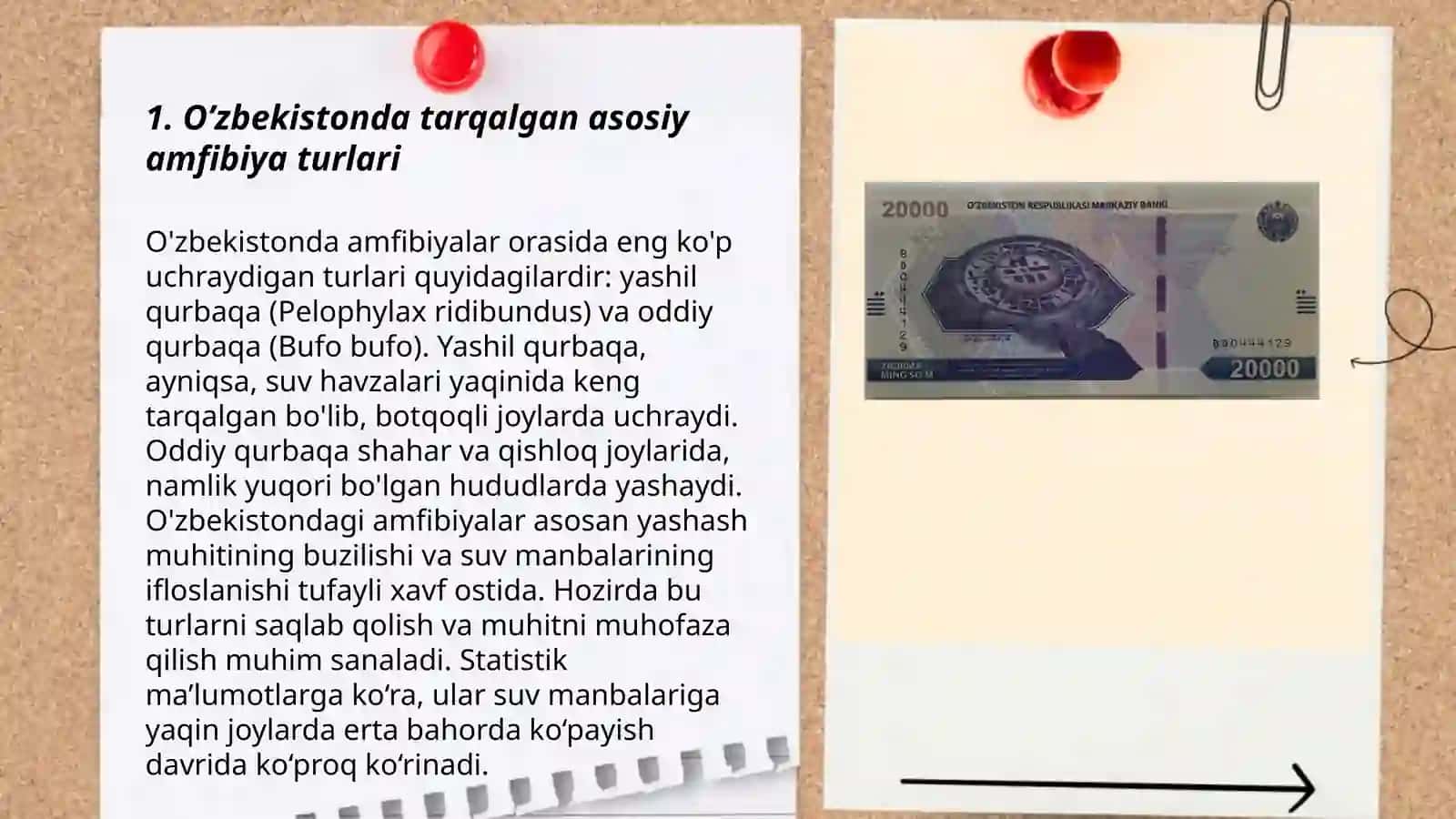 O’zbekistonda uchraydigan amfibiyalar 3