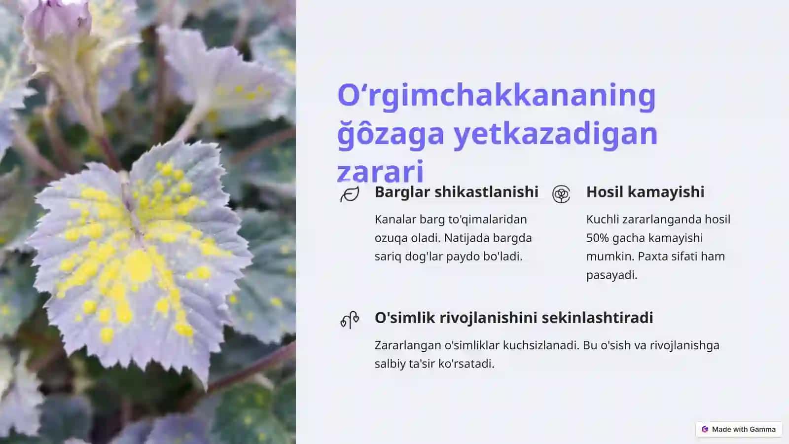 Ğôzadagi oʻrgimchakkana va ularni entomofaglarini qishloq xoʻjalikda qôllash 3