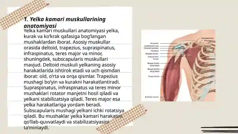 Yelka kamari muskullari. Bilak fassiyalari. Qo'l kafti muskullari 3