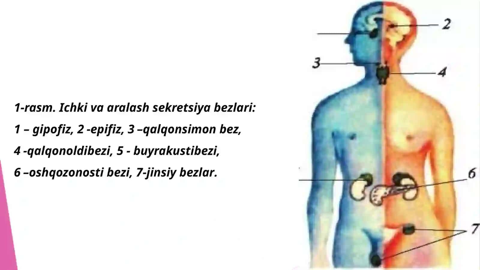 Aralash sekretsiya bezlari anatomiyasi va fiziologiyasi 3