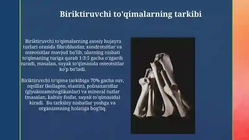 Skelet tóqimasi, suyak tóqimasi, toğay tóqimasi 3