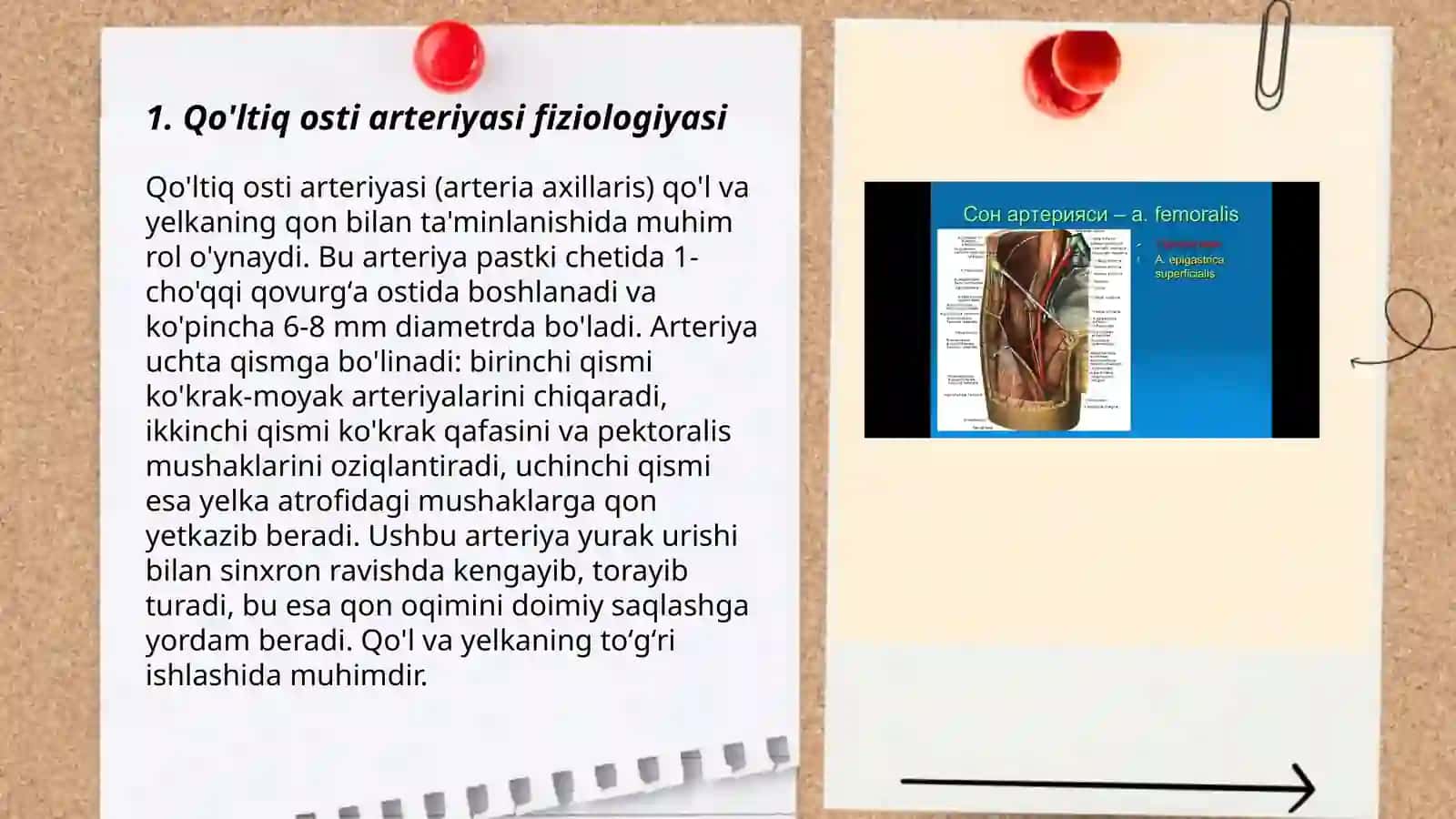 Qo’ltiq osti arteriyasi fiziologiyasi 3